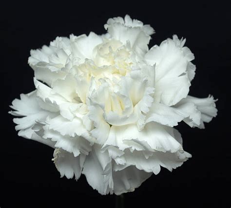 White Carnation Stock Photos Pictures And Royalty Free Images Istock