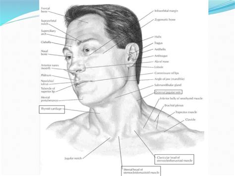 Surgical Anatomy Of Neck