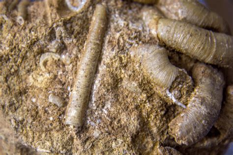 Ancient Worm Ancestor And Qanda Christian Research Institute