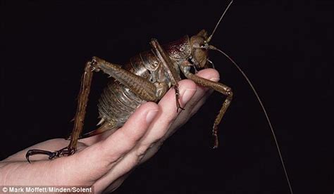 Meet Giant Weta Worlds Largest And Heaviest Insect
