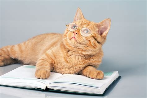 Cute Business Cat Wearing Glasses Lying On Notebook Stock Photo