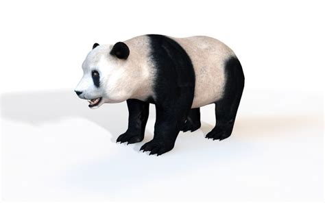 Oso Panda 3d Modelos Para Descargar Turbosquid
