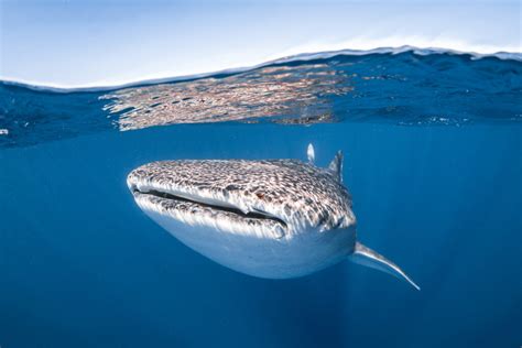 Top Best Places For Diving Swimming With Whale Sharks