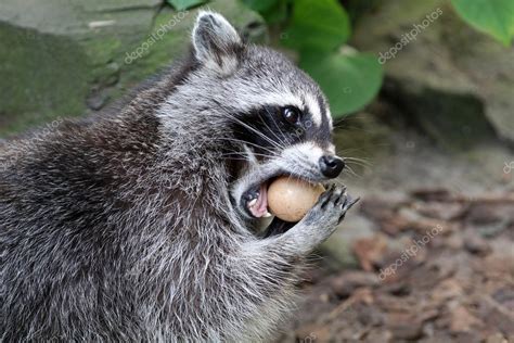 Raccoon Eating Outdoors — Stock Photo © Ebfoto 118332804