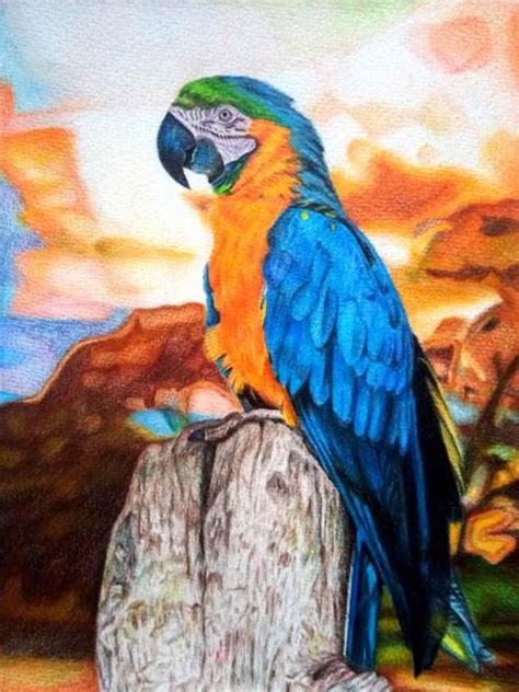 Parrot Colour Pencil Drawing