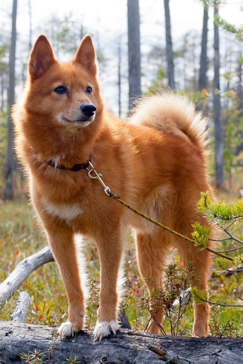 13 Rare Dog Breeds That Make Great Pets Rare Large And Small Dogs