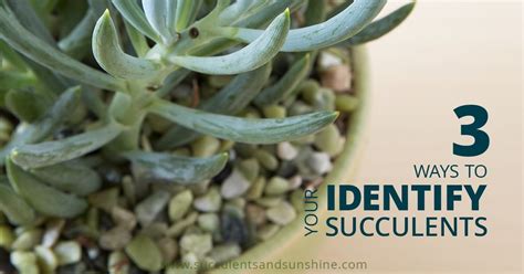 5 Ways To Identify Your Succulents Succulents And Sunshine Types Of
