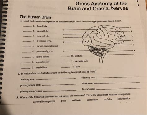 Gross Anatomy Of The Brain And Cranial Nerves Exercise Anatomical
