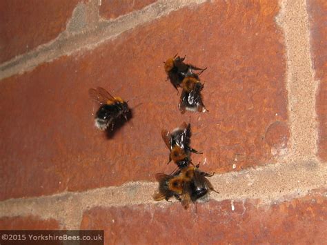 A bug in the system may make bumble display the wrong. Bumblebee Nests