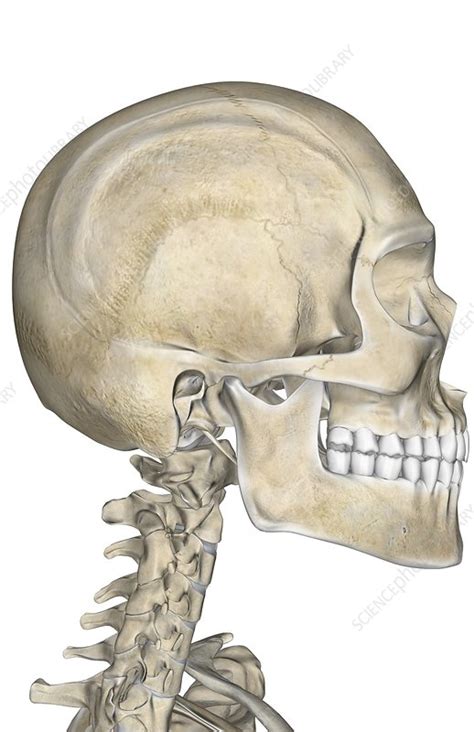 The Bones Of The Neck And Head Stock Image C0080713 Science