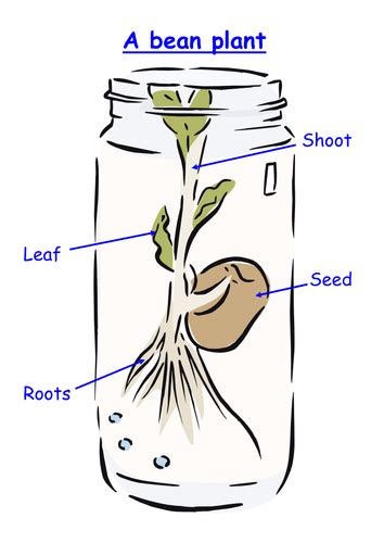 Bean Plant Parts Printable Label