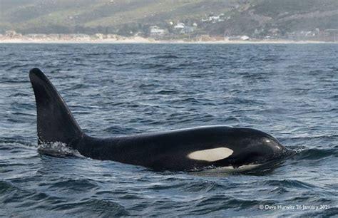 Sa Scores First Ever Acoustic Recording Of Killer Whale Near Fish Hoek