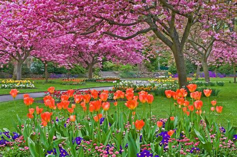 Download Tulip Spring Flower Tree Photography Park Hd Wallpaper