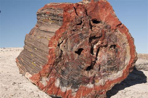 How To Identify Petrified Wood Buildeazy