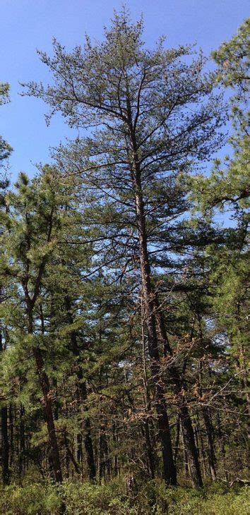12 Most Common Types Of Pine Trees In Canada Progardentips