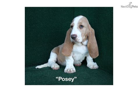 We will also go over the right supplements for dogs to keep them healthy and strong. Posey: Basset Hound puppy for sale near Brunswick, Georgia. | 6b255014-a331