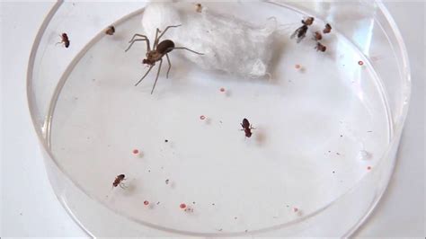 Feeding A Couple Brown Recluse Spiders Youtube