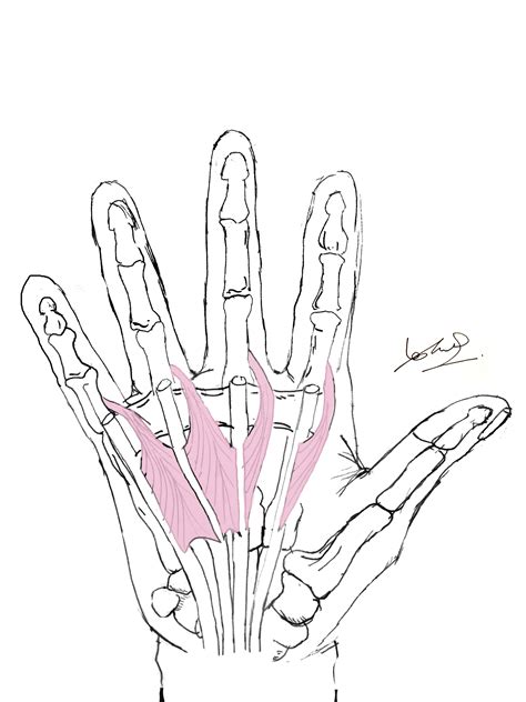 Hand Anatomy Overview Bones Blood Supply Muscles Geeky Medics
