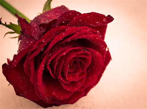 Hd Wallpaper Rose Flower Love Romantic Red Rose Flower
