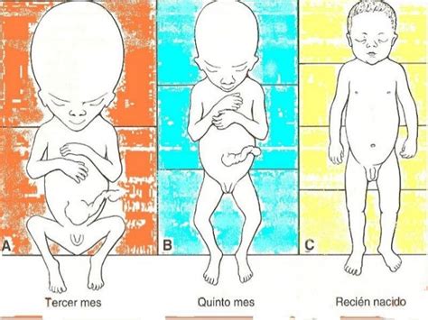 9° Periodo Embrionario Y Período Fetal