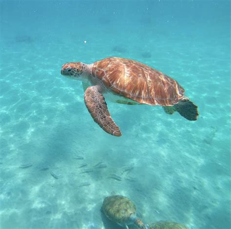 Cool How Fast Do Sea Turtles Swim Ideas
