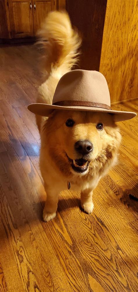 I Like To Put Hats On My Grandparents Dog And She Likes
