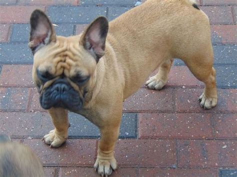 Today the french bulldog is the sixth most popular dog breed in the united states, with people ideas for french bulldog names don't stop here. Pin on English Bulldog Training Tips