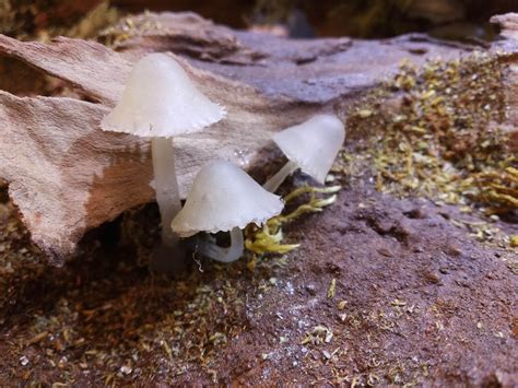 Some Homemade Mushrooms Popping Out Of A Log Made With A Hot Glue Gun R Dioramas