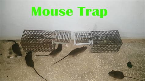 Best Mouse Trap At Home Saving 8 Mice In One Night Youtube