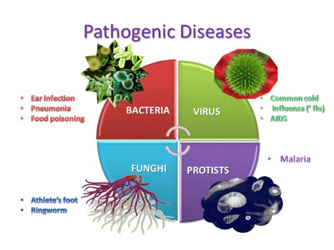 B5 Communicable Diseases Aqa Gcse Biology Flashcards Quizlet