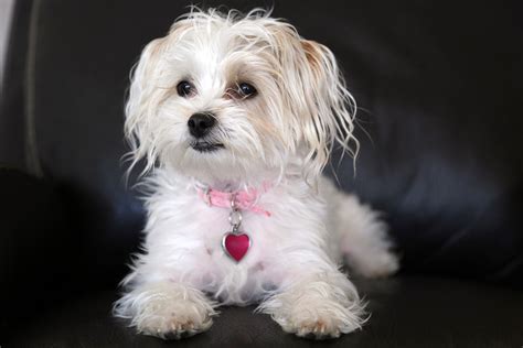 Morkie Everything You Need To Know