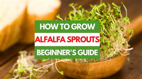How To Grow Alfalfa Sprouts A Beginners Guide Gardening Eats