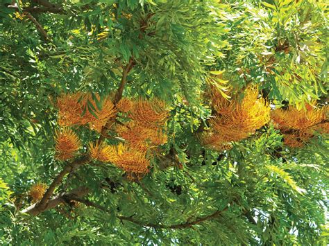 Silky Oak Australian Evergreen Deciduous Britannica