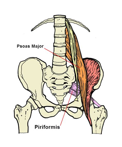 Muscles Psoas Illiaque Piriforme Anatomie Qi Gong Yoga Images And Photos Finder