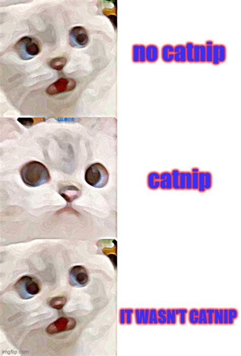 Cat Imgflip