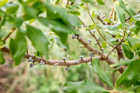 How To Grow And Care For Bayberry Shrubs