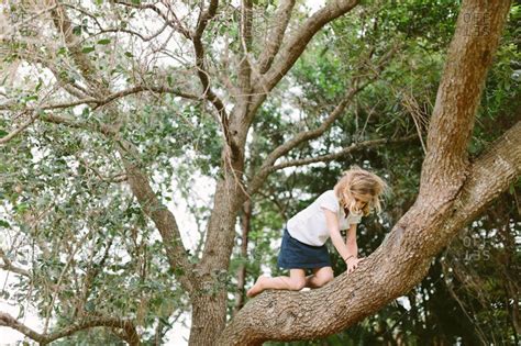 Little Girl Climbing In A Tree Stock Photo Offset