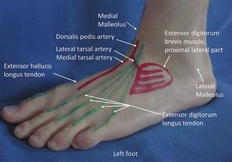 Anatomy Of Dorsal Foot