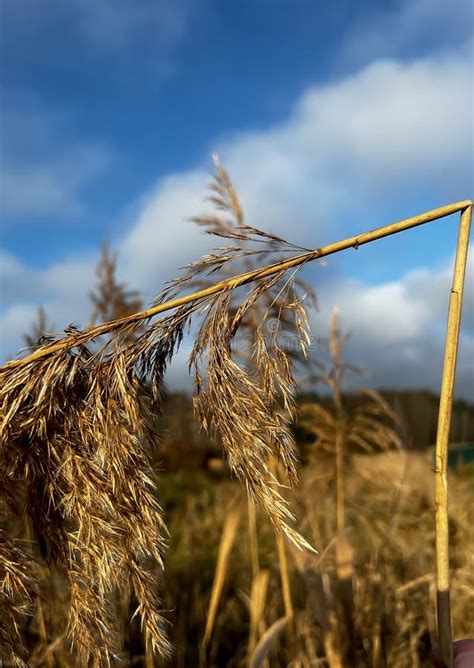 A Withered Broken Reed Growing On The Edge Of The Village