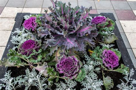Ornamental Kale In Garden Bed Stock Image Image Of Nature Kale