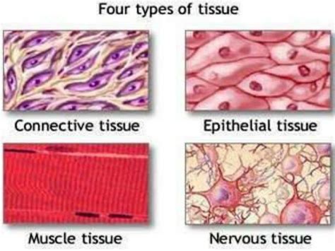 Different Types Of Tissues In The Body Slide Share