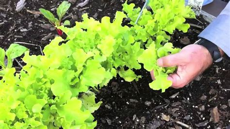 When And How To Harvest Leaf Lettuce Youtube