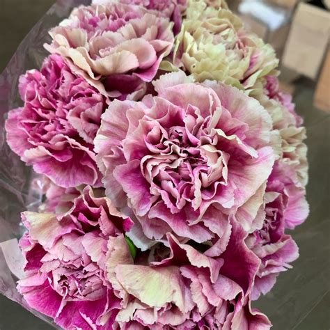 Antigua Carnations Florabundance Wholesale Flowers