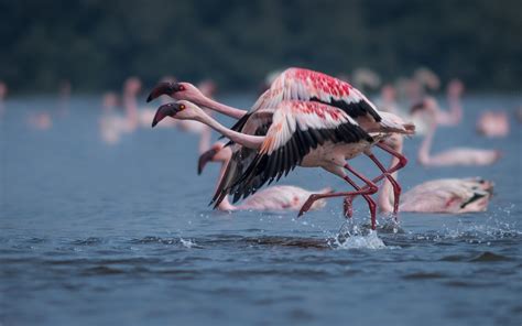 Flamingo Exotic Birds In The Wetlands Of Navi Mumbai India 4k Ultra Hd