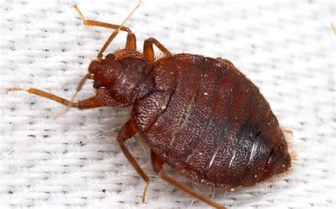 What Do Bed Bugs Look Like Basic Information About