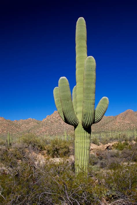 How does a cactus live without water? Tucson and the Sentinels of the Desert - Island Girl Walkabout