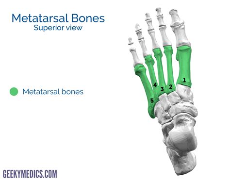 Bones Of The Foot Tarsal Bones Metatarsal Bone Geeky Medics