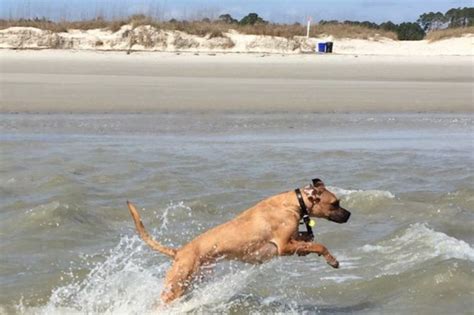 Vote Burkes Beach Best Dog Friendly Beach Nominee 2016 10best