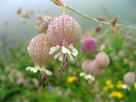Filevalley Of Flowers Pic Wikipedia