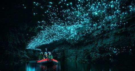 Glowworms At Waitomo Caves New Zealand Damnthatsinteresting